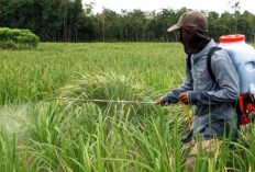 Serangan Kresek Turunkan Hasil Panen Padi hingga 50 Persen di Ogan Ilir