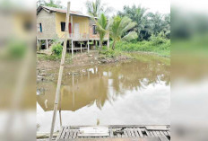 Buaya Muara 4 Meter Gegerkan Warga Citra Tanah Mas Banyuasin, Diduga Lepas dari Penangkaran