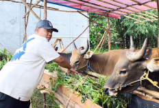 Pedagang Hewan Kurban Bantu Petani Lokal, Beli Ubi dan Daun Ubi untuk Pakan Sapi