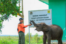 Aktif Lestarikan Gajah Sumatra, Sediakan Kendaraan Patroli Hewan