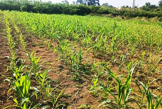 Pasang Lampu Perangkap hingga Gunakan Ekstra Tembakau, Pengendalian Terhadap Ulat Tentara