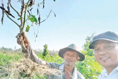 Buang Tanaman Terinfeksi, Cegah Layu dan Busuk Akar 