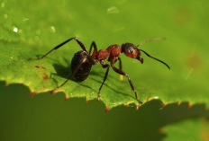 Ini 4 Cara yang Bisa Dilakukan untuk Mengusir Semut dari Tanaman
