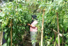 Warga Karang Dapo Muratara Tanam Cabai Antisipasi Harga Naik Jelang Lebaran