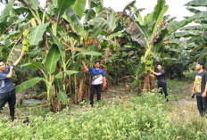 Pisang, Buah Murah Meriah dengan Segudang Manfaat untuk Kesehatan