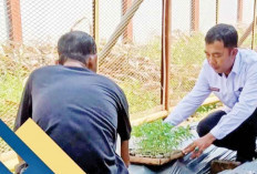 Warga Binaan Lapas Kayuagung Tanam Cabai, Siapkan Keterampilan untuk Hidup Mandiri