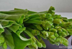 9 Manfaat Daun dan Buah Genjer bagi Kesehatan yang Jarang Diketahui