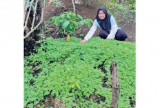 Hasilkan Tanaman Sehat, Bisa Berhemat, Budidayakan Kenikir