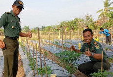 Kodim 0405/Lahat Sukses Menanam Cabai di Tengah Kemarau Panjang, Ini Kata Dandim!