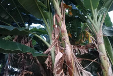 Simak! Cara Mudah dan Efektif Mematikan Pohon Pisang agar Tidak Tumbuh Kembali