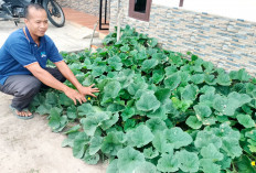 Hamburkan Bibit Timun Suri Mulai Berbuah, Pupuk dengan Kotoran Burung 