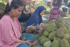 Jalan Protokol Lubuklinggau Dibanjiri Pedagang Durian Dadakan, Musim Panen Awal Beromzet Tinggi