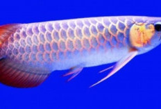 Menelusuri Sejarah dan Asal-Usul Ikan Arwana, Benarkah Asli dari Indonesia?