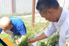 Warga Binaan Lapas Kayuagung Panen Cabai Lagi