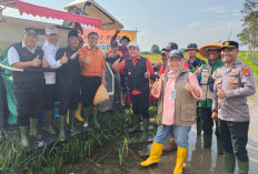 Bulog Sumsel Babel Serap 28.422 Ton Gabah Petani, Harga Tetap Rp6.500 per Kg