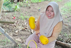 Timun Suri Jadi Penopang Ekonomi