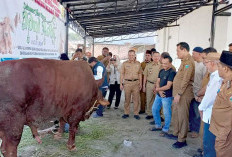  Pemkab Muara Enim Salurkan 17 Sapi Kurban, Termasuk Bantuan Presiden