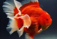 Buat Pemula, Ini Loh Rahasia Sukses Budidaya Ikan Mas Koki, Berikut Tips Perawatan yang Tepat!
