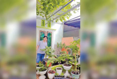 Dari Pekarangan Rumah Hasilkan Anggur dan Jeruk Segar 