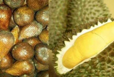 Pantang Makan Durian dan Salak Saat Imlek, Kenapa Ya? 