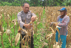 Dorong Masyarakat Manfaatkan Lahan