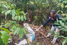 Kepergok Diduga Curi Kopi, Pria di OKU Selatan Tewas Dihajar Massa Tengah Malam!