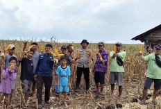 Petani Air Sugihan Panen Demplot Jagung 20 Hektare Binaan PT OKI Pulp and Paper Mills