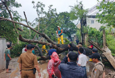 Pohon Tua Tumbang di Panca Usaha Palembang, Timpa Rumah Warga dan Tutup Akses Jalan