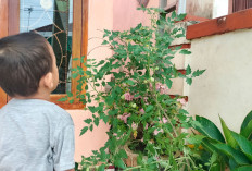 Ingin Buat Sambal, Tomat Ceri Tinggal Petik