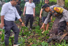 Tragis, Kakek Salamun Terpeleset dari Pohon Durian Saat Panen dan Kepala Terbentur Tunggul Kayu