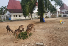 Wisata Fauna di Rumah Dinas Bupati, Jadikan Hiburan dan  Kebanggaan Masyarakat Kabupaten Musi Banyuasin