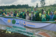 UMP Panen Perdana Jagung, Dorong Inovasi Pertanian Berbasis Kampus