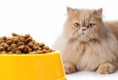 Merk Makanan Kucing Terbaik Yang Jadi Makanan Favorit Kucingmu.