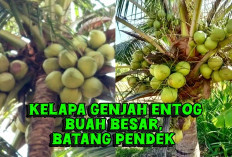 Kelapa Genjah Entok, Buah Eksotis dengan Kualitas Unggul