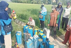 Gotong Royong Kendalikan Hama PBP