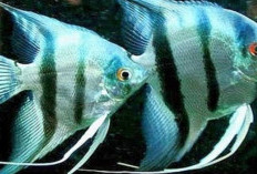 Teknik Budidaya Ikan Manfish: Yuk, Simak dengan Baik Langkah-langkah Praktis untuk Pemula!