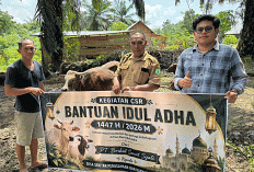 Tebar Kebahagiaan Idul Adha, PT BSS Salurkan 14 Ekor Sapi Kurban untuk Masyarakat dan Karyawan