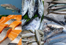 6 Jenis Ikan Ini Mengandung Vitamin D, Dapat Membantu Menjaga Sistem Kekebalan Tubuh