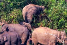 Gerombolan Gajah Bikin Resah Warga Tulung Selapan, BKSDA Segera Lakukan Hal Ini!
