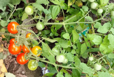 Berbuah di Saat yang Tepat