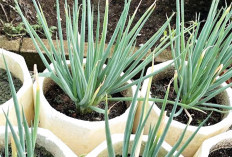 Tanam Bawang Merah Kurangi Pengeluaran Kelurga, Manfaatkan Pot dan Polybag di Pekarangan Rumah
