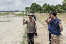 Terancam Gagal Tanam dan Panen 1.170 Hektare Lahan yang Ditanam Padi dan 105 Hektare Lahan Persemaian Banjir