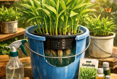 Tak Perlu Lahan Luas! Kangkung di Ember Bekas Ini Bisa Panen Cepat dan Hemat Biaya