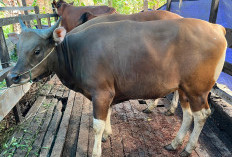 Menjelang Idul Adha 1446 H, Ini Syarat Larangan dan Ketentuan Hewan Kurban Sesuai Syariat Islam