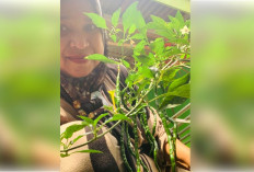 Tanam Cabai Polybag, Panen untuk Kebutuhan Dapur