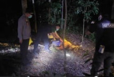 Polisi Ungkap Hasil Visum Pasutri Tewas di Kebun Karet Banyuasin, Dugaan Pembunuhan Disusul Bunuh Diri?
