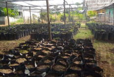 Jadikan Pekarangan Aset Ekonomi Menjanjikan