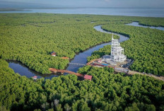 Manfaat Hutan Mangrove untuk Lingkungan dan Masyarakat