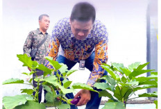  Lapas Kelas IIB Kayuagung Panen 200 Terong Ungu, Kolaborasi Warga Binaan dan petugas lapas