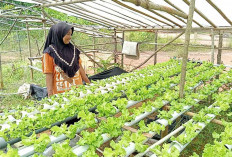 Ibu Rumah Tangga di PALI Raup Rp3,5 Juta dari Hidroponik Seledri, Dukung Gerakan Sumsel Mandiri Pangan